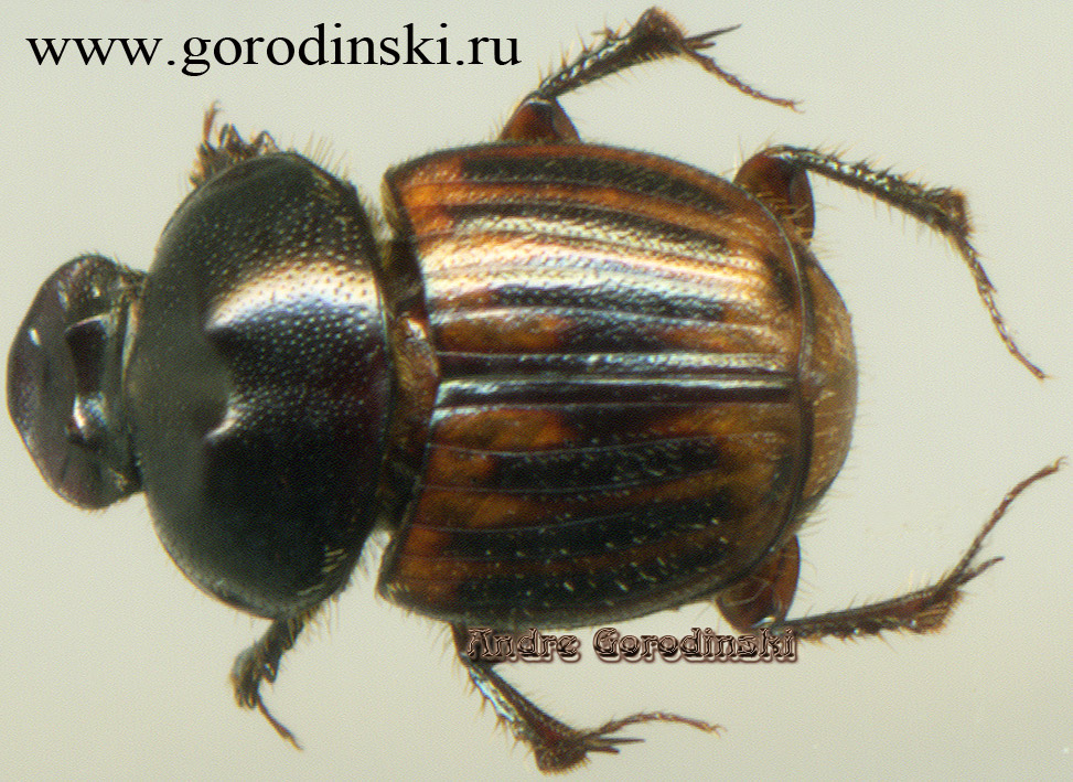 http://www.gorodinski.ru/scarabs/onthophagus duporti.jpg